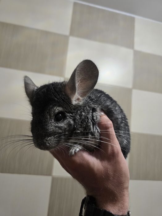Chinchilla + cusca
