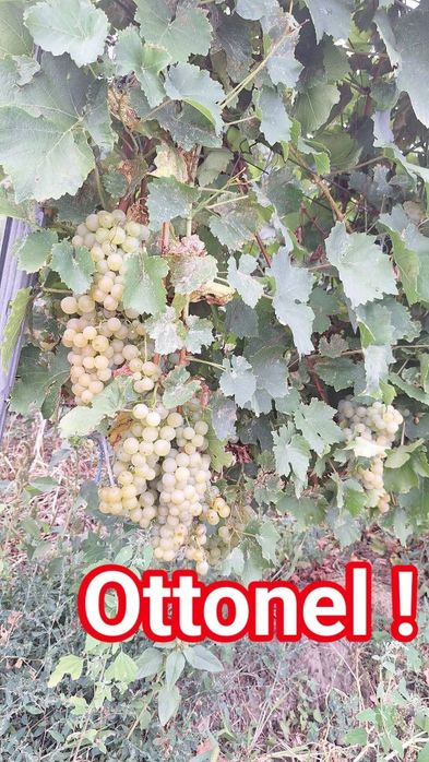 Struguri pentru vin