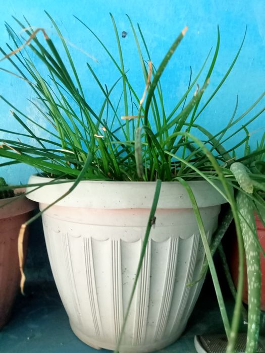 Домашние цветы красивые