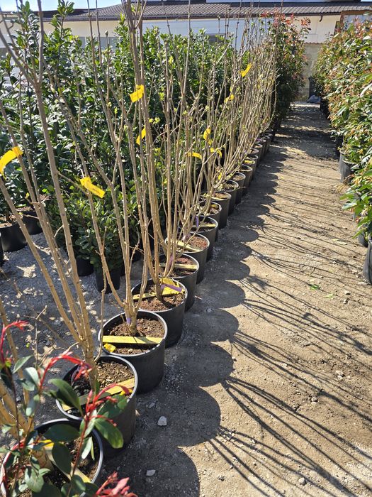 Dafin  Palmier pon-pon