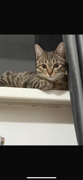 Взяка Котов)……..