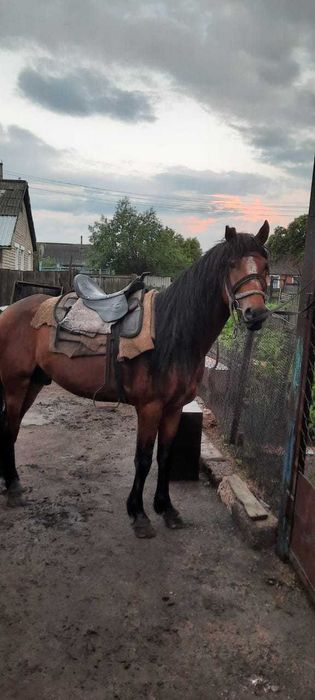 Продам лошадей жеребят