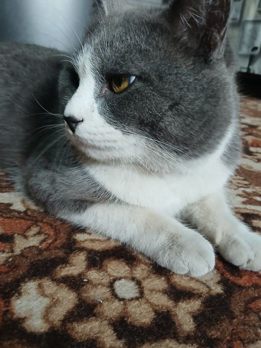 Mushuk sotiladi scottish strayt