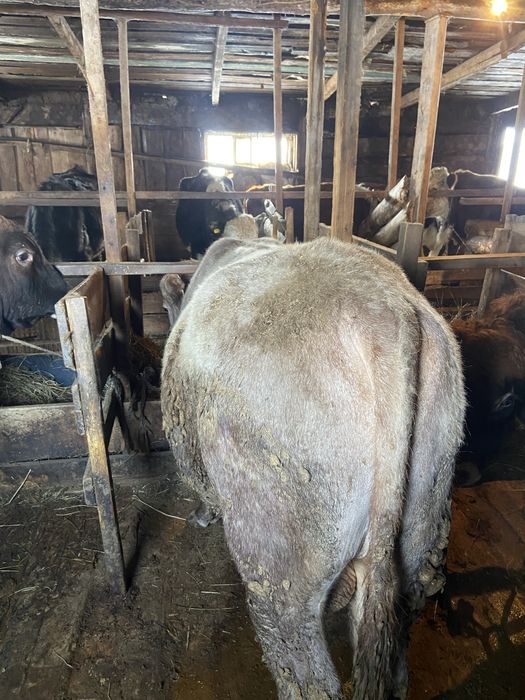 Продам бычков 11 бас