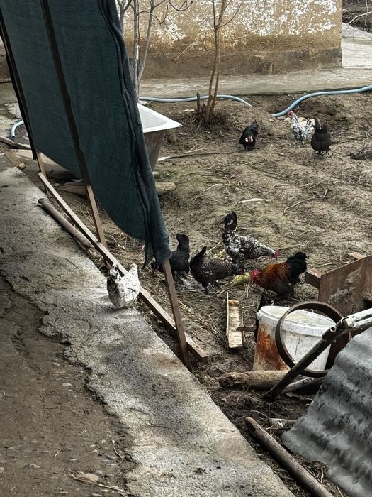 Yapin tovuq va xoroz