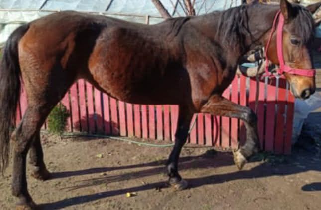 Iapă trapasă foarte