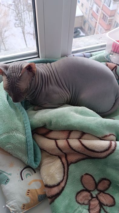 Сфинкс канадский мальчик ищет девушку