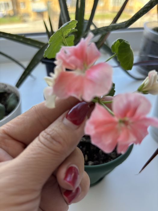 Продам комнатные цветы