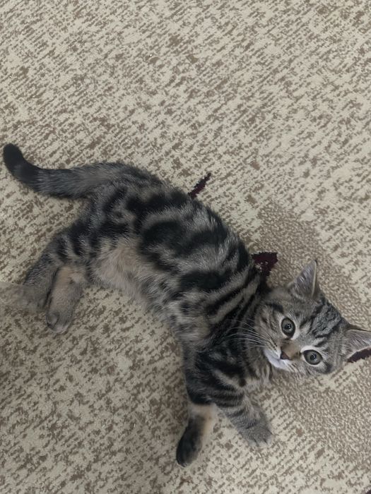 Шотландский прямоухий котенок