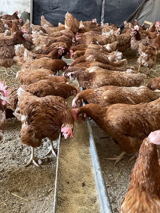 Gaini rosii ouatoare Isa Brown, Ciurea!