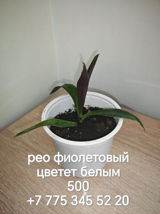 Комнатные цветы и отростки