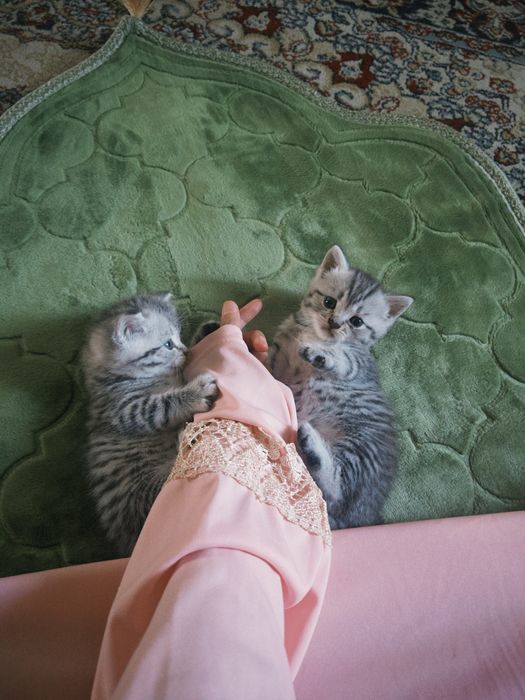 Продаются котята!