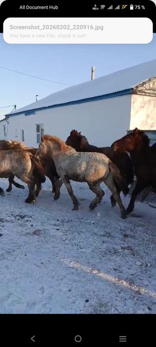 Тайчики откормленные