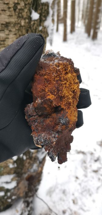Chaga - Inonotus obliquus