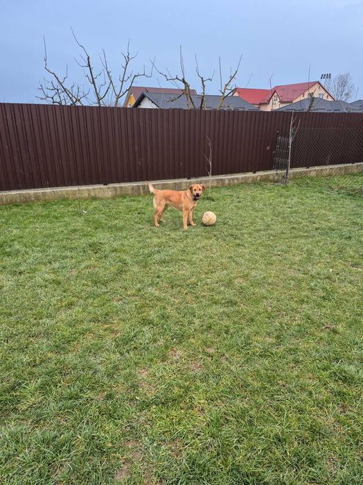 Donez spre adoptie catelusa  Labrador