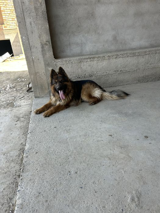 Немецкая овчарка (кобель)