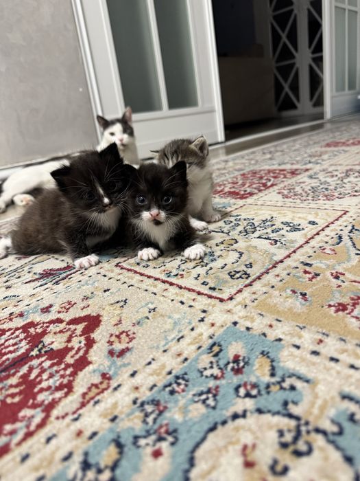 Котята в добрые руки