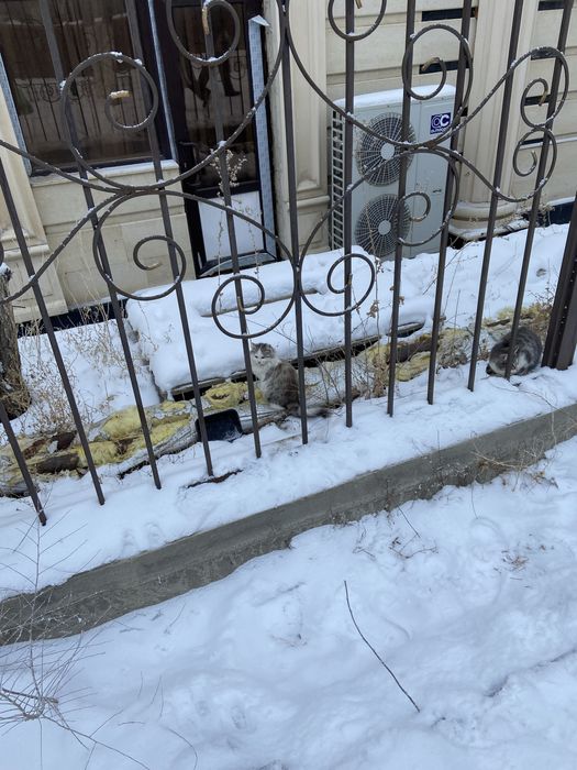 Котята на улице .