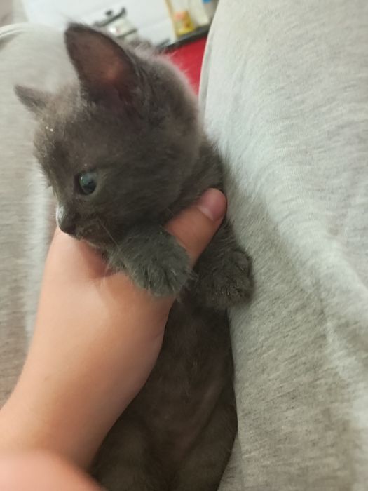 Отдам котёнка в добрые руки