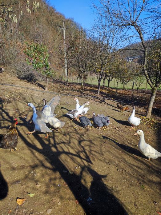 gâște de vanzare