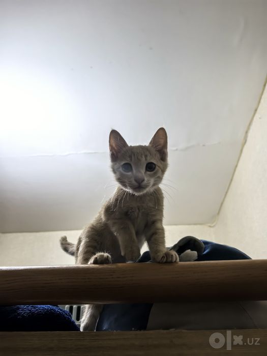 Отдам котёнка в добрые руки