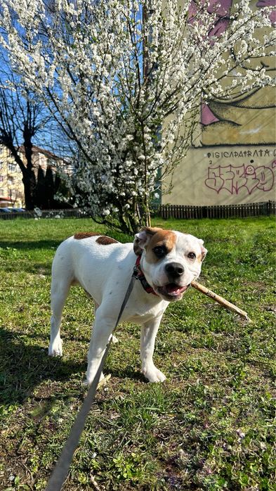 Donez catelus de 8 luni- metis beagle/buldog francez