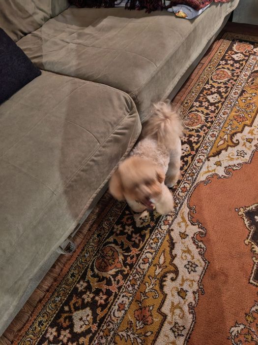 Продам собаку с документами