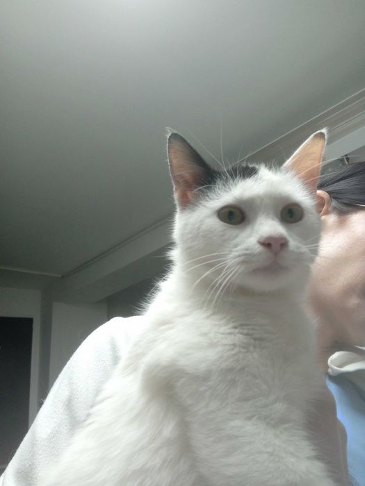 Bulgaras pisoi pentru adoptie