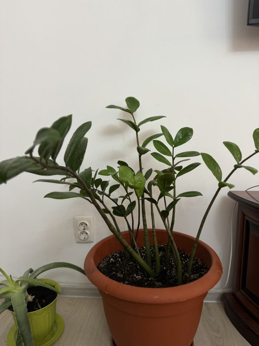 Продаю комнатные растения