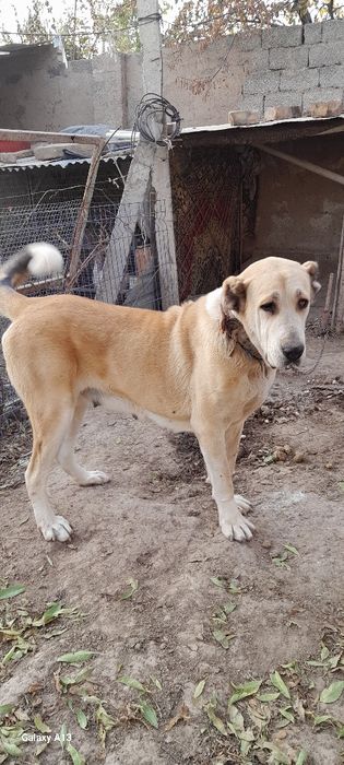 Ит сотилади она ва бола