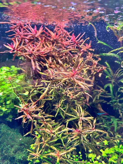 Аквариум усимликлари