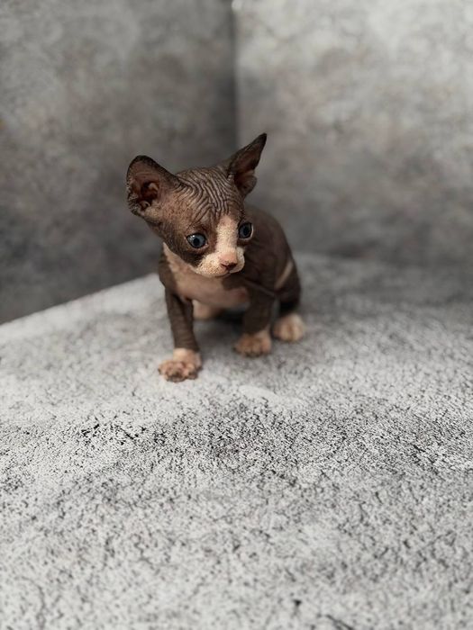 Котята канадского сфинкса