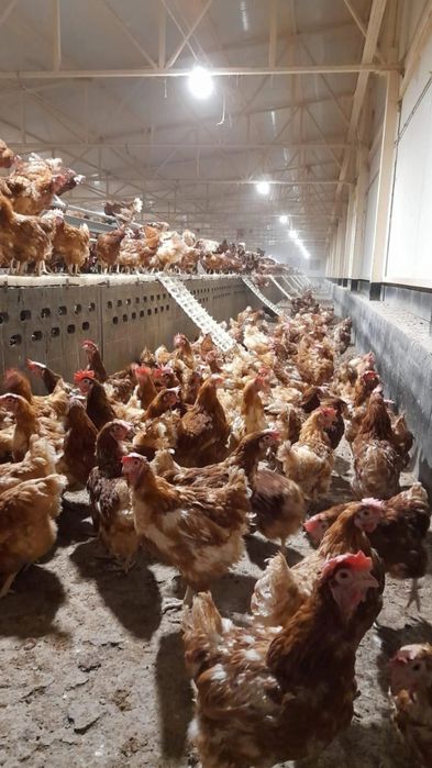 Vând găini outoare