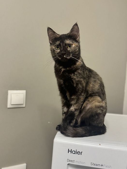 Красотка кошечка Триша!