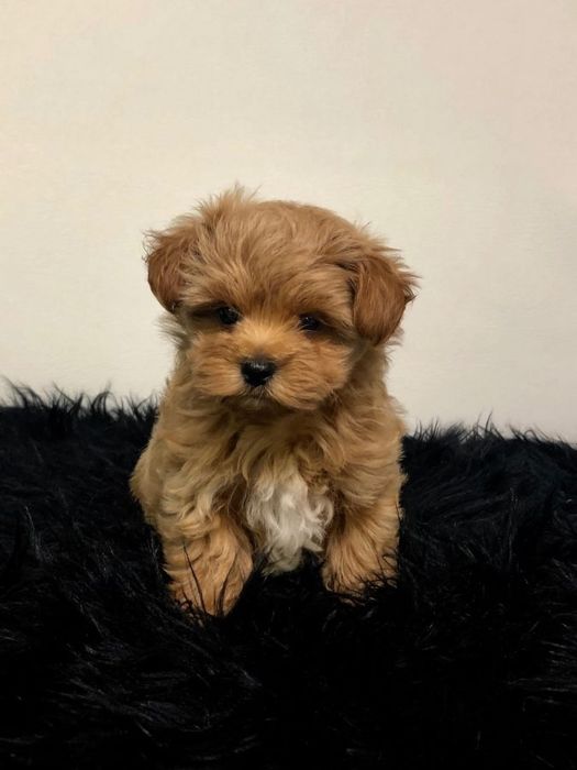 Мальтипу по месяцам фото Мальтипу по месяцам фото