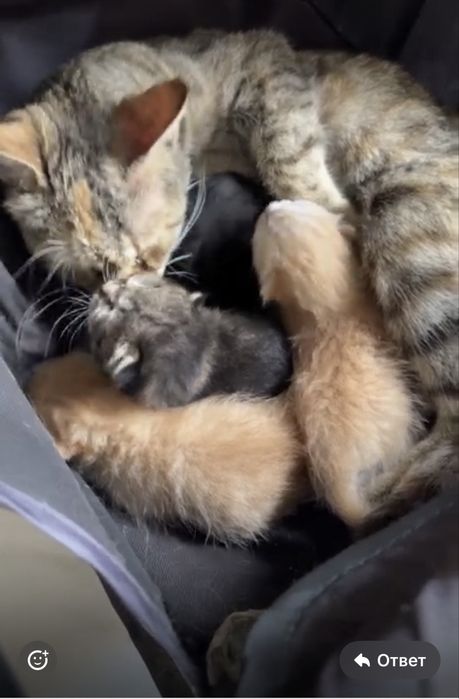 Марғаулар барр тегінн 2 кун болды туылғанына