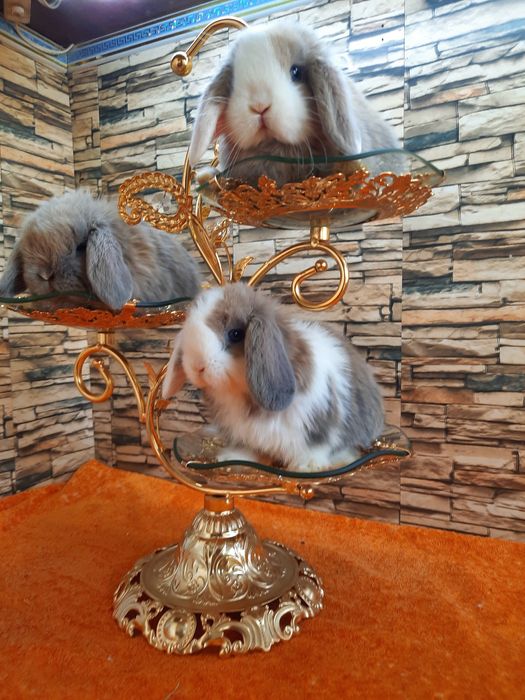 Карликовые Декоративные кролики для подарок