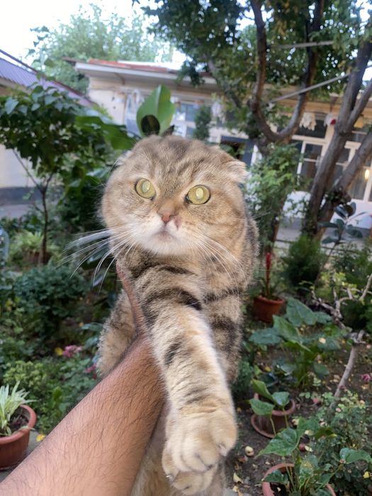 Скотиш фолд тоза порода срочно сотилад Онаси 2 та боласи билан