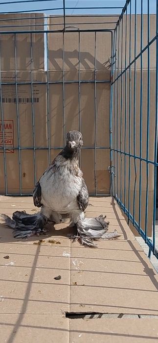 Голуби игровых кровей