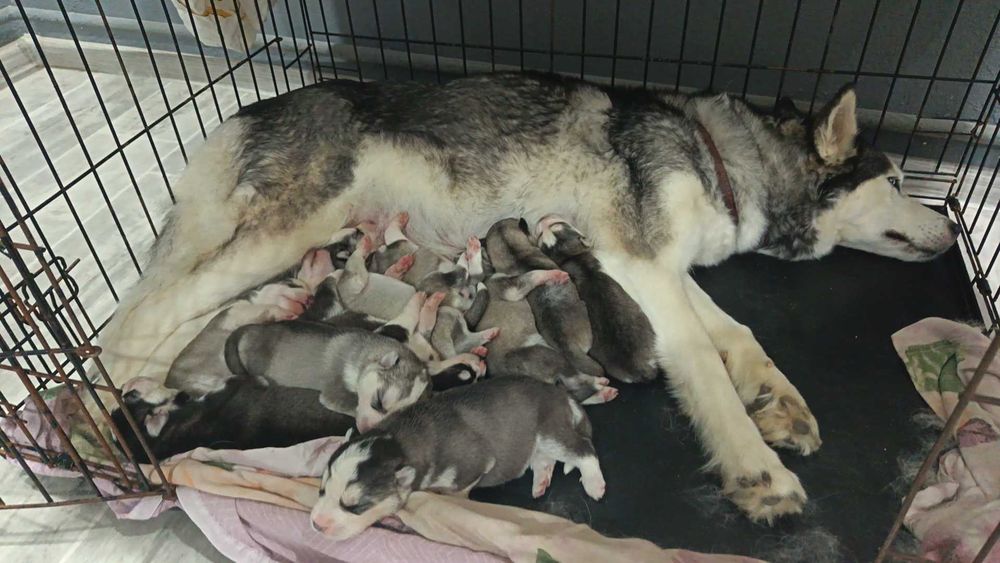 Щенки Сибирский Хаски