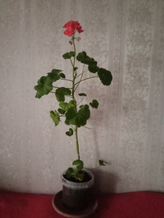 Герань за 1000т .