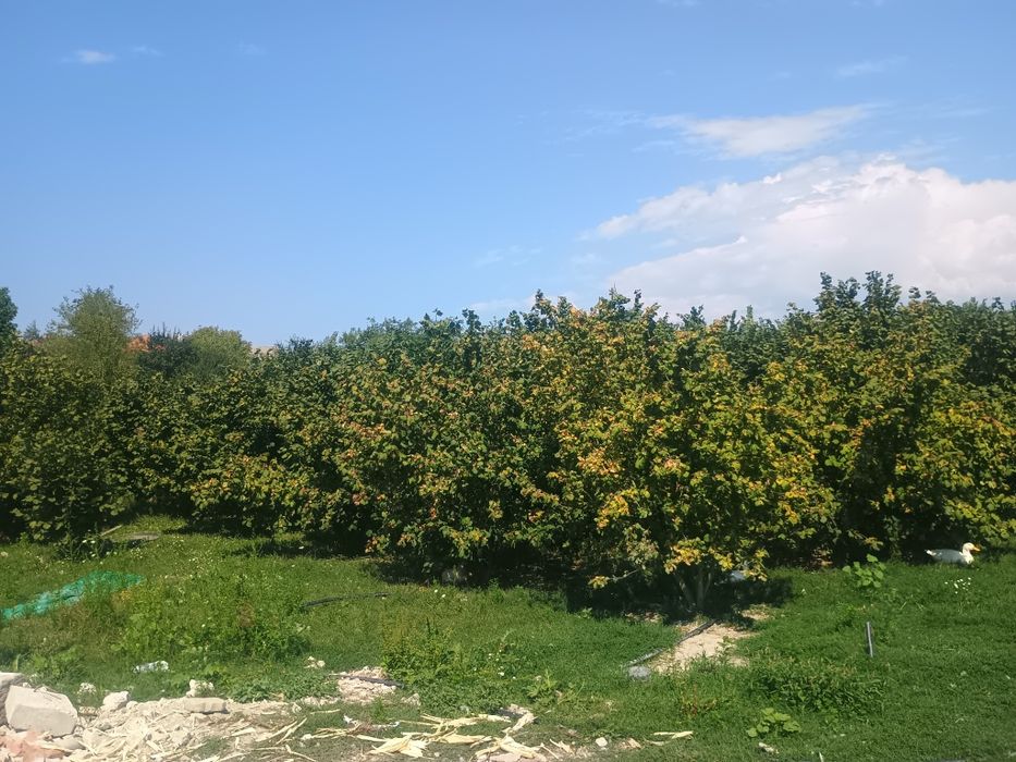 Alune de pădure.