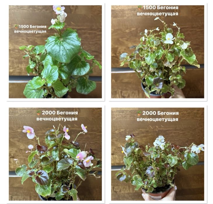 Продам комнатные цветы , дифенбахия