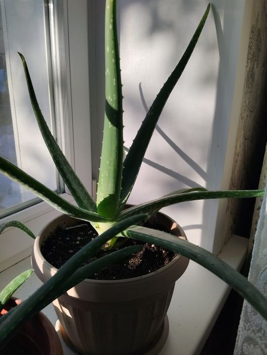 Алое вера   от 2000 тыс