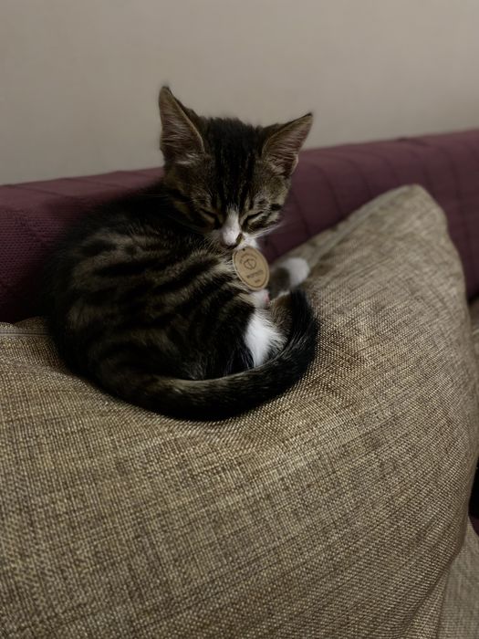 Котенок 5месяцев ищет дом