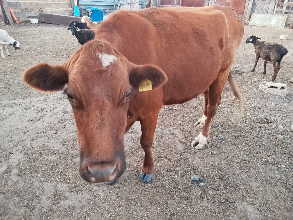 Продам корову дойную