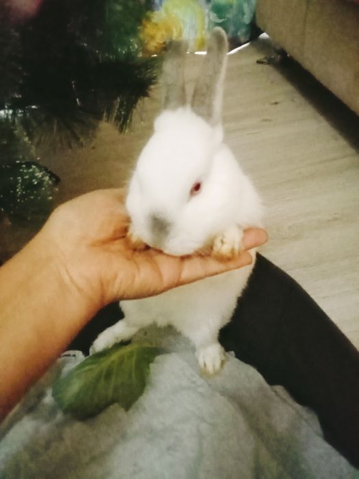 Кролики декоративные