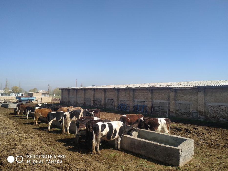 Ferma molxona naveslari bilan