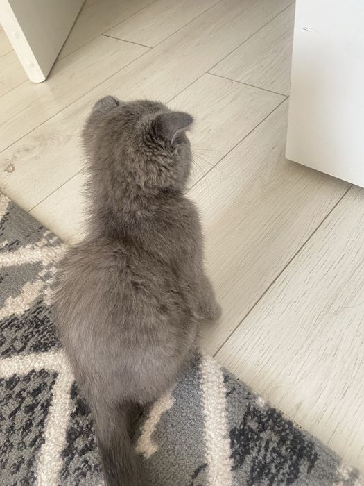 Котенок шотландский