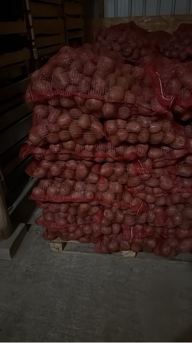 Cartofi samanta din Elita  si clasa A